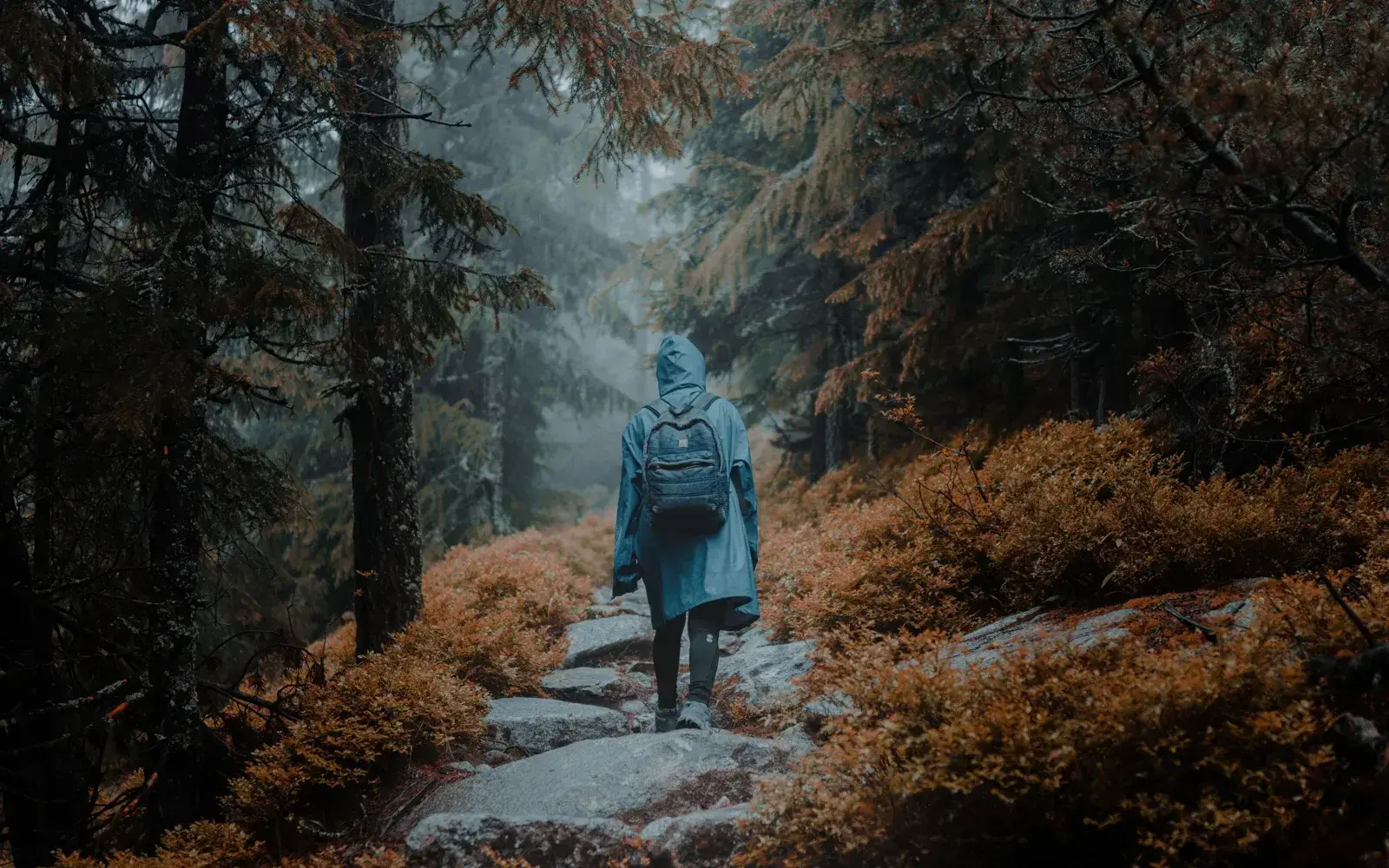 Marche sur un sentier boisé